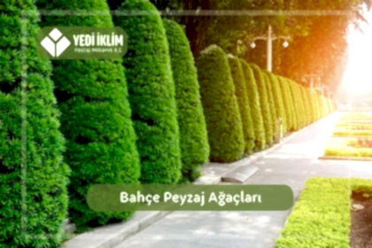Bahçe Peyzaj Ağaçları