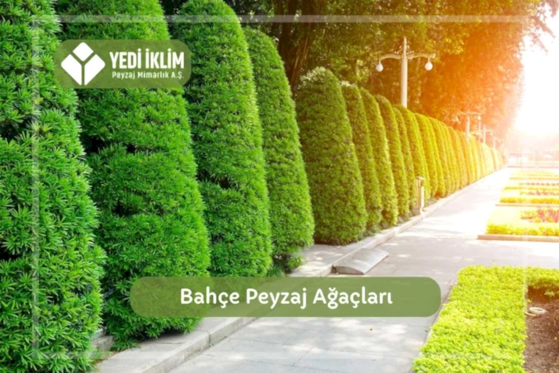 Bahçe Peyzaj Ağaçları