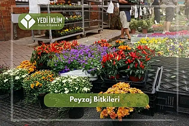 Peyzaj Bitkileri