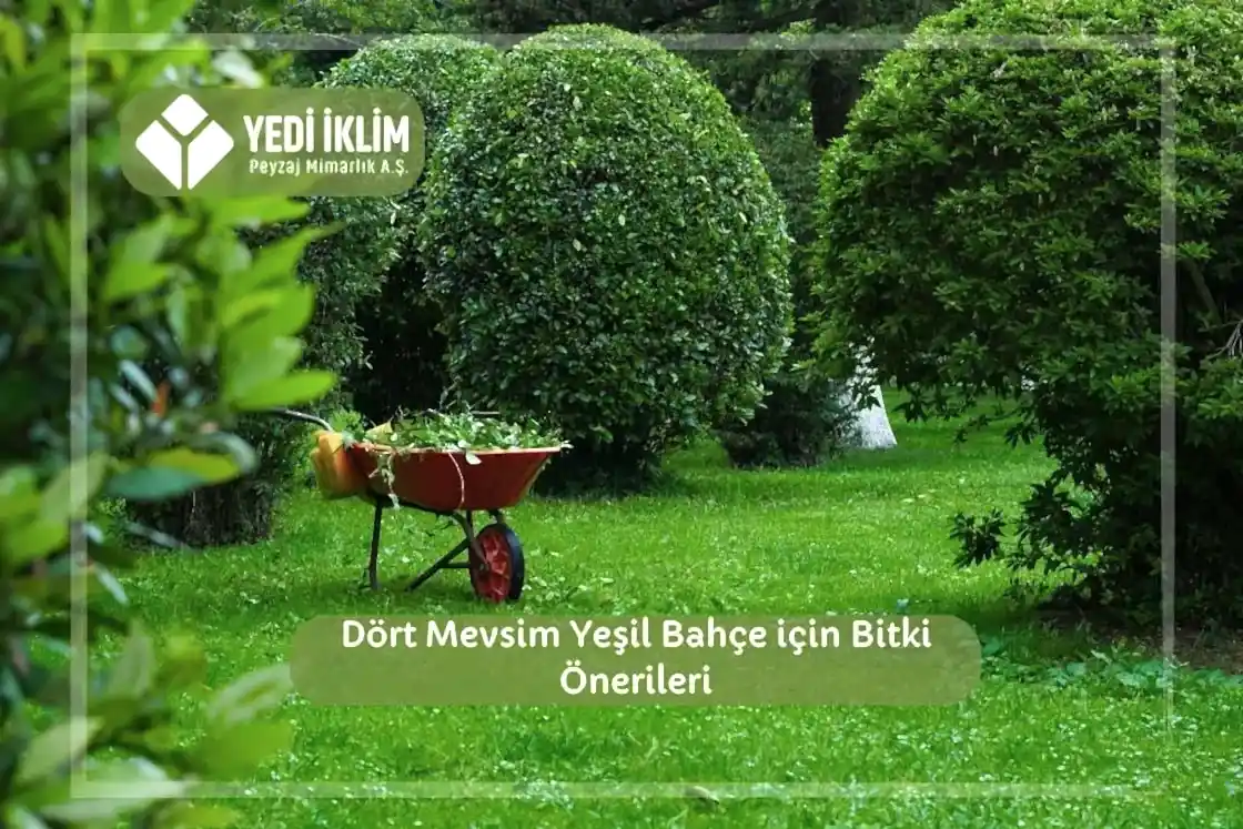 Dört Mevsim Yeşil Bahçe için Bitki Önerileri