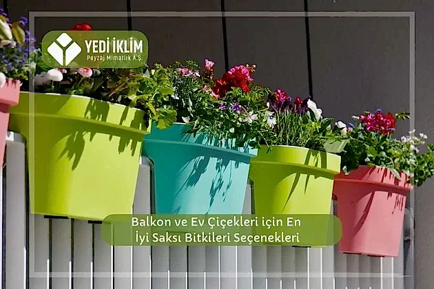 Balkon ve Ev Çiçekleri için En iyi Saksı Bitkileri Seçenekleri