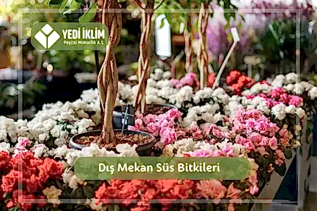 Dış Mekan Süs Bitkileri