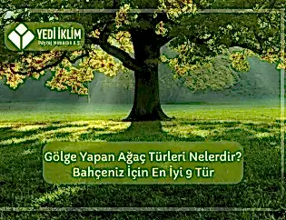 Gölge Yapan Ağaç Türleri Nelerdir? Bahçeniz için En iyi 9 Tür