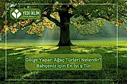 Gölge Yapan Ağaç Türleri Nelerdir? Bahçeniz için En iyi 9 Tür