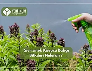 Sivrisinek Kovucu Bahçe Bitkileri Nelerdir?