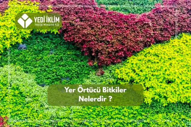 Yer Örtücü Bitkiler Nelerdir?