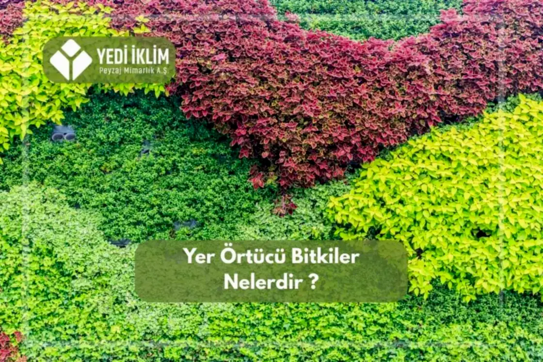 Yer Örtücü Bitkiler Nelerdir?