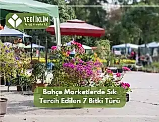 Bahçe Marketlerde Sık Tercih Edilen 7 Bitki Türü
