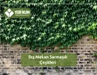 Dış Mekan Sarmaşık Çeşitleri