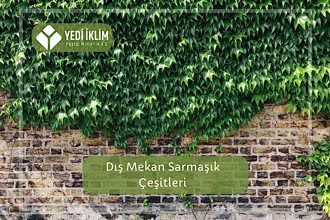 Dış Mekan Sarmaşık Çeşitleri