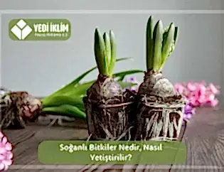 Soğanlı Bitkiler
