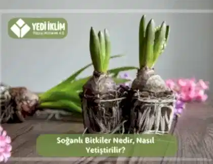 Soğanlı Bitkiler