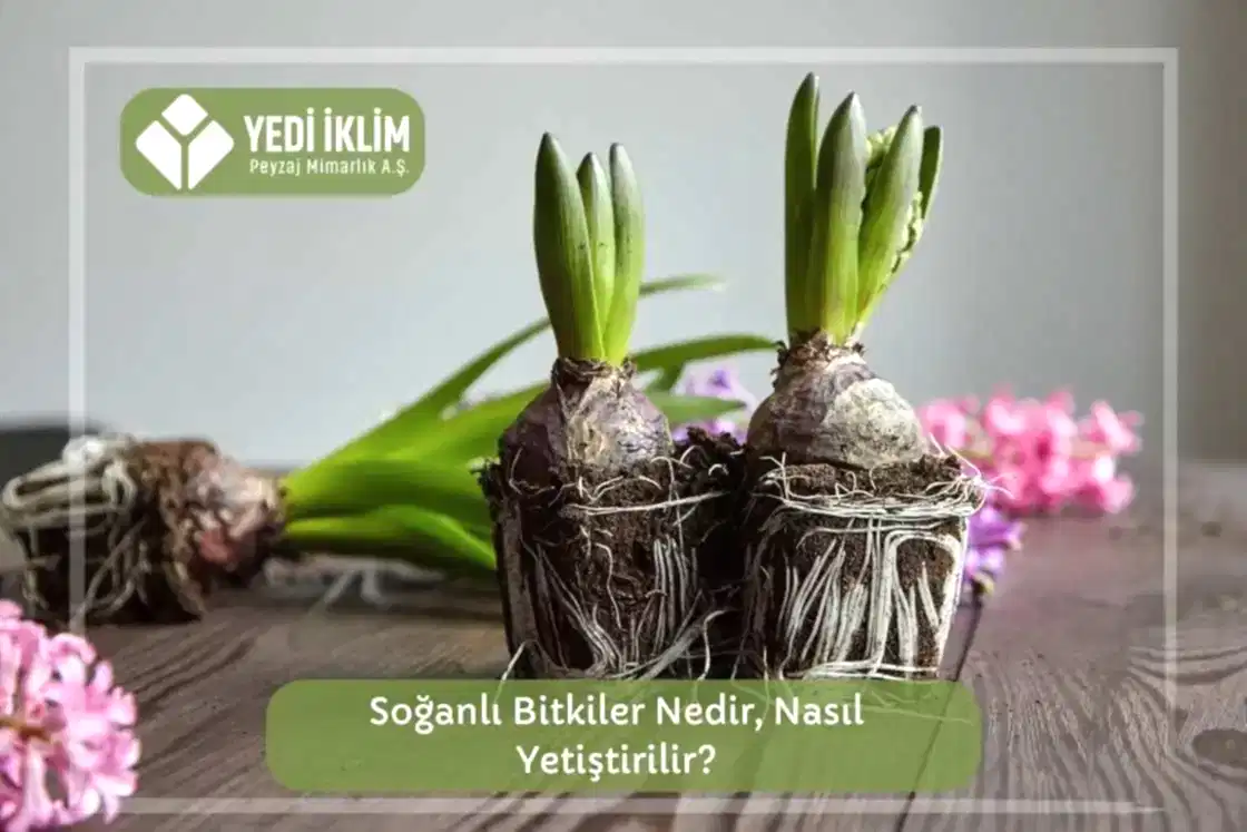 Soğanlı Bitkiler
