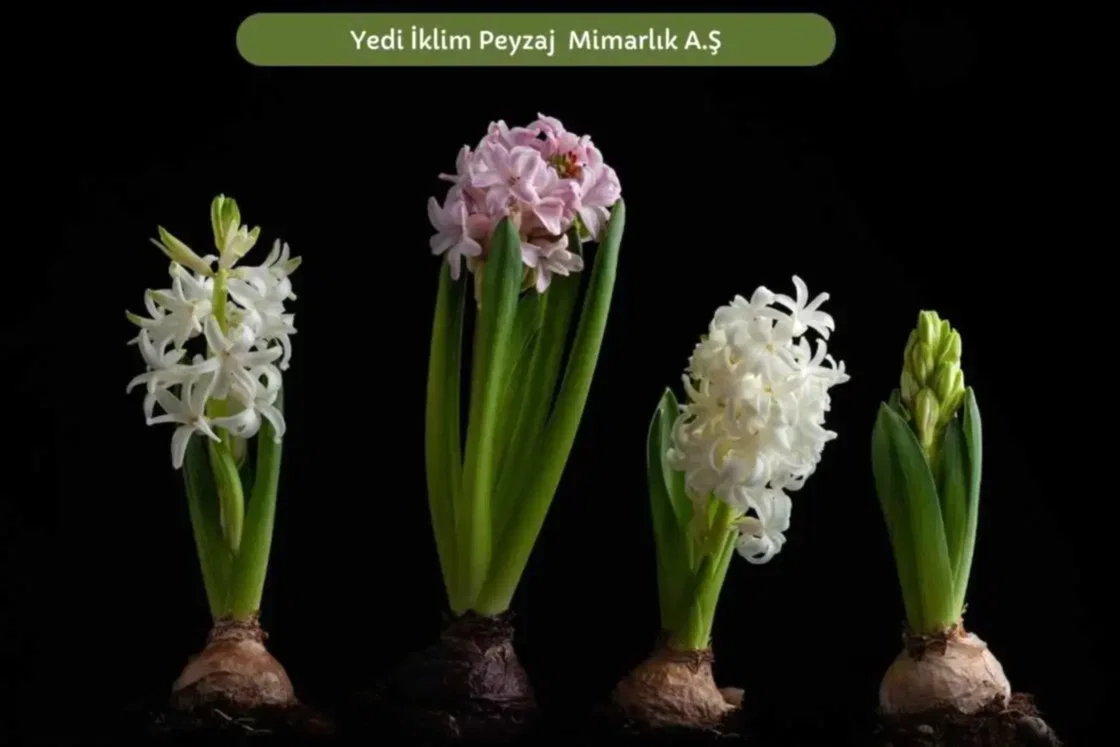 Soğanlı Bitkiler 3